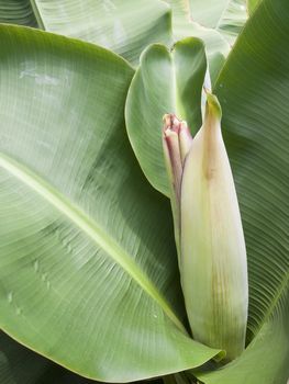 Dwarf kind of banana with banana blossom before the fruit grown