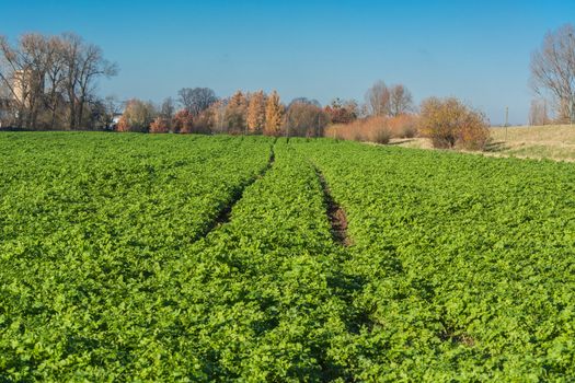 View of an Agra field in winter. Cultivated with winter vegetables.