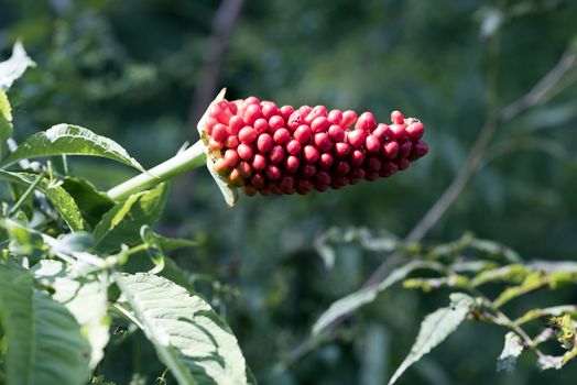 Himalayan wild fruit “Spadoo” that causes swelling of mouth.