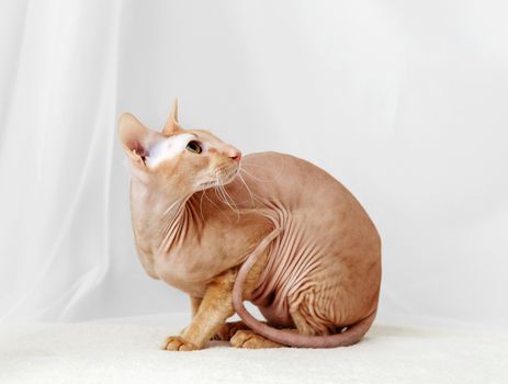 Peterbald cat, Oriental Shorthair against the white curtains
