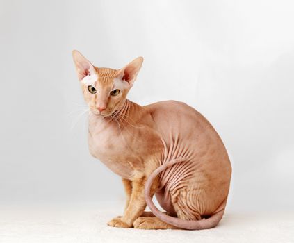 Peterbald cat, Oriental Shorthair against the white curtains