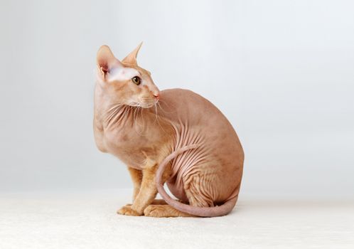 Peterbald cat, Oriental Shorthair against the white curtains