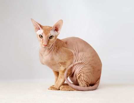 Peterbald cat, Oriental Shorthair against the white curtains