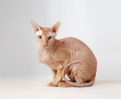 Peterbald cat, Oriental Shorthair against the white curtains