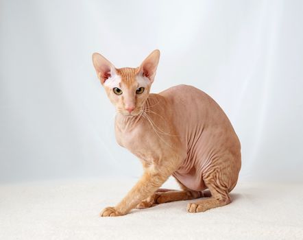 Peterbald cat, Oriental Shorthair against the white curtains