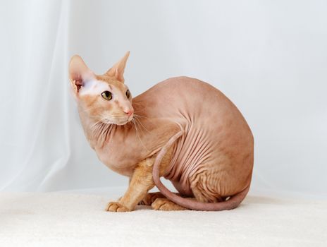 Peterbald cat, Oriental Shorthair against the white curtains