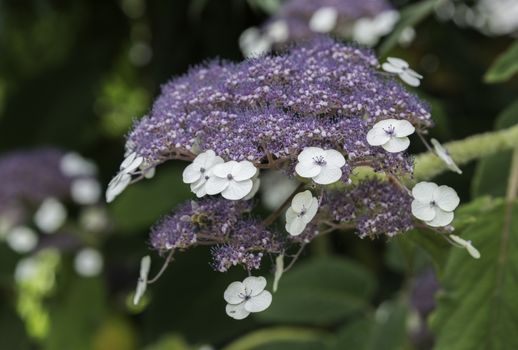 Hydrangea hortensis Blaumeis flowers in garden
