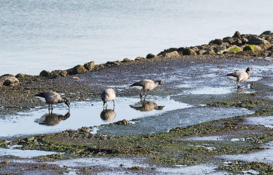 group of geese in february drinking water in pond in the netherlands