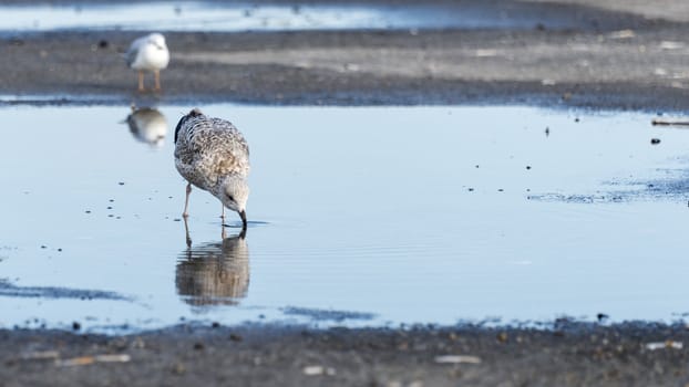 young seagull bird drinking water in small pond