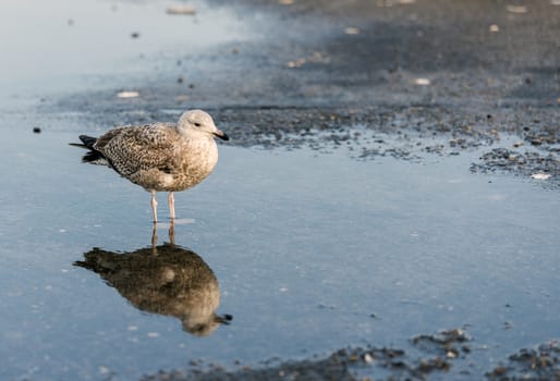 young seagull bird standing in the water pond