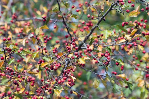 Fruit of hawthorn (Crataegus laevigata) at the end of the summer.