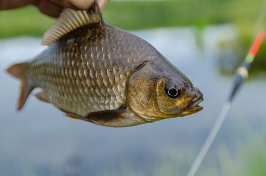 A fisherman shows his trophy carp caught for the bait