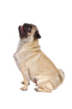 Portrait of sitting mops dog isolated on a white background