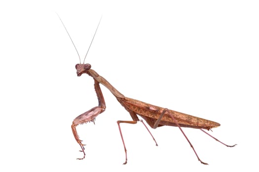 Mantis isolated on a white background