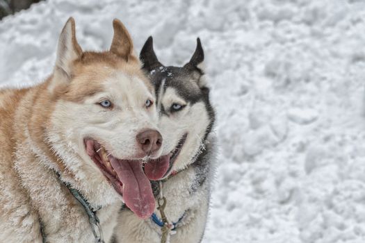Portrait of two husky dogs with snow in background