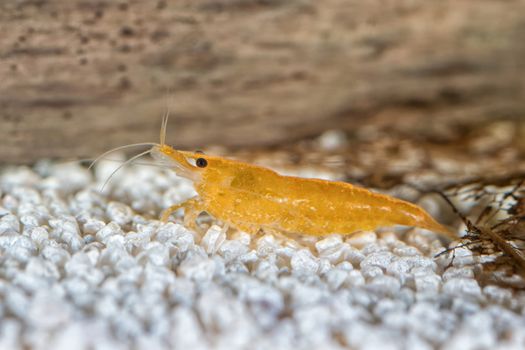 Yellow freshwater shrimp closeup shot in aquarium (genus Neocaridina)