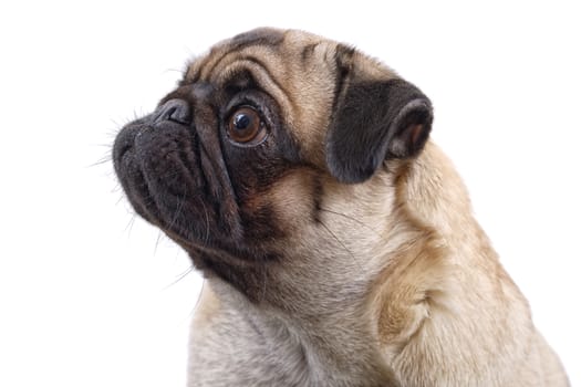 Portrait of mops dog isolated on a white background
