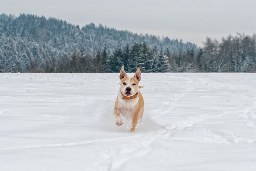 Running staffordshire bull terrier in a snow