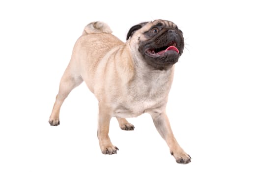 Portrait of mops dog isolated on a white background