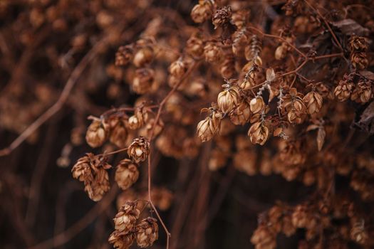 dry hops texture for background