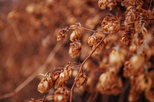 dry hops texture for background