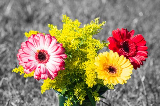 Colorful differently colored autumn flowers in the late summer sun. In the background meadows bokeh in black and white.