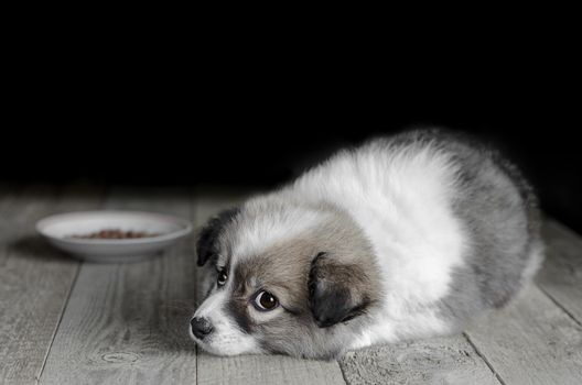 Small puppy lies next to the plate of food on the old Wooden floor. Black background and selective focus.