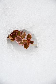 Euonymus fortunei red coloured in snow at winter