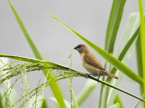 Image of ricebird perched on a green leaf.