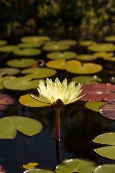 Water lily flower on top of a koi pond in Southern California