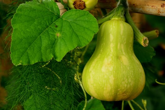 chayote, Sechium edule hanging on the tree.