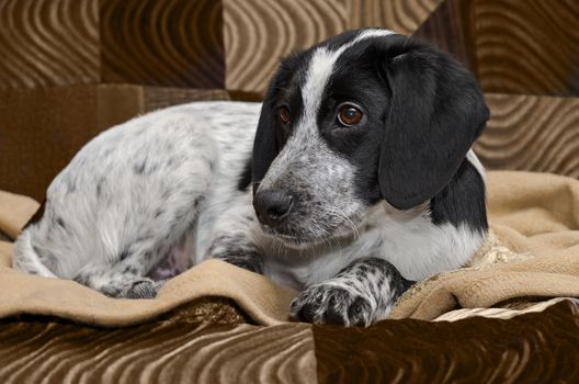 Spotted puppy lying sad on the couch. Selective focus.