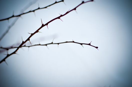 Barberry bush brown branches at winter with needles