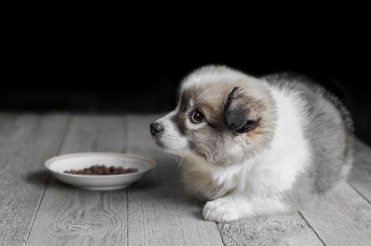 Little fluffy puppy lies next to the plate of food on the old wooden floor and a black background. Selective focus, low key.