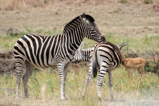Plains zebra(Equus quagga) grooming each other in pilanesberg national park