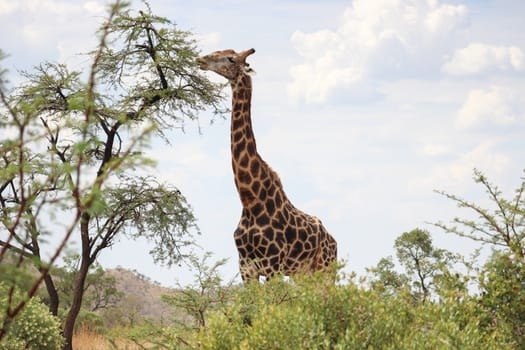 giraffe eating the leafs  at the top of a tree