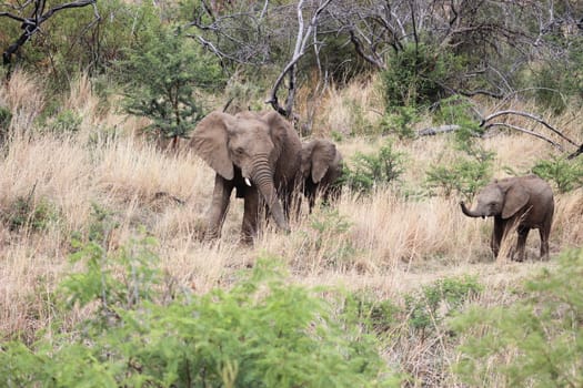 African elephant with 2 calfes stroling in the bush