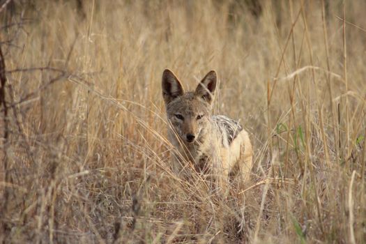Black back jackal looking for its next meal in the tall grass