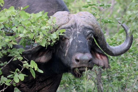 African cape buffalo isolated portrait, grazing on grass
