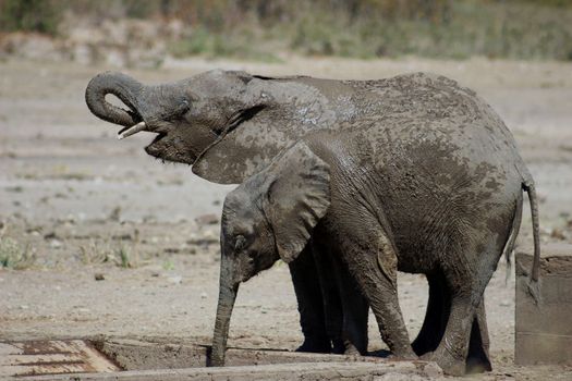 Elephant calves covered in mud drinking water at water pit in krugernational park