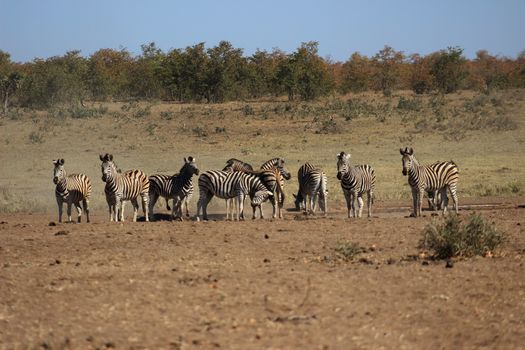 Plains zebra herd drinkink water from a water hole in krugernational park