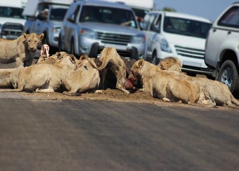 African lion pride feeding on a kill cought in the middle of road in kruger national park