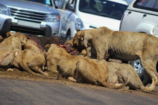 African lion pride feeding on a kill cought in the middle of road in kruger national park