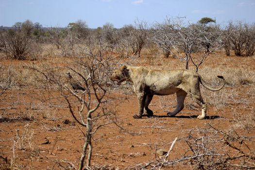 African lioness walking towards a resting place after feeding