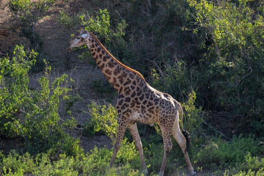 giraffe walking in Krugernational park