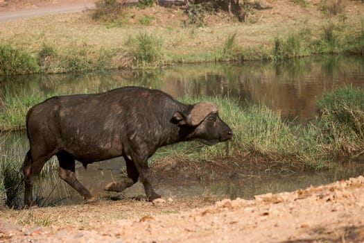 Cape buffalo walking next to river in kruger national park