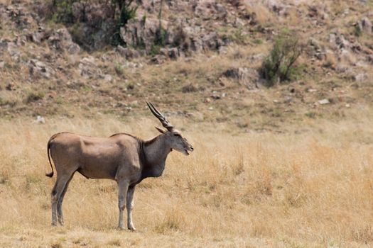 Eland (Tragelaphus oryx) in the rhino & lion nature reserve