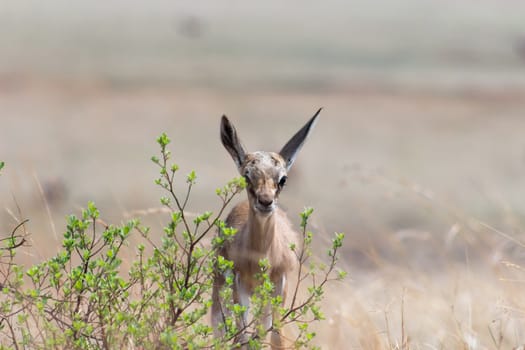 Springbuck doe standing bihind a small bush