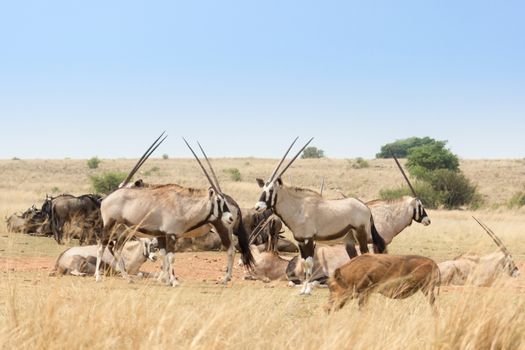 Gemsbok herd( Oryx Gazella) in the savanna