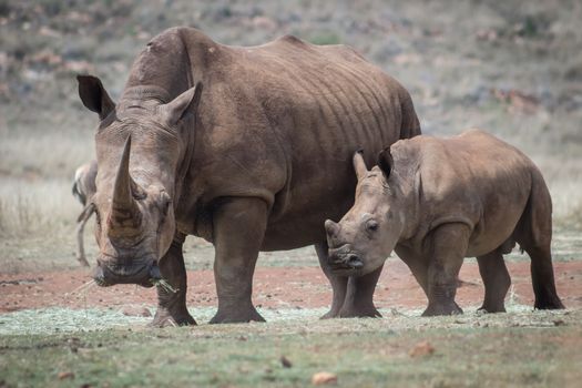 White rhino and calf at Rhino & Lion park